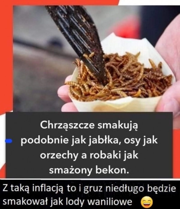 
    Chrząszcze