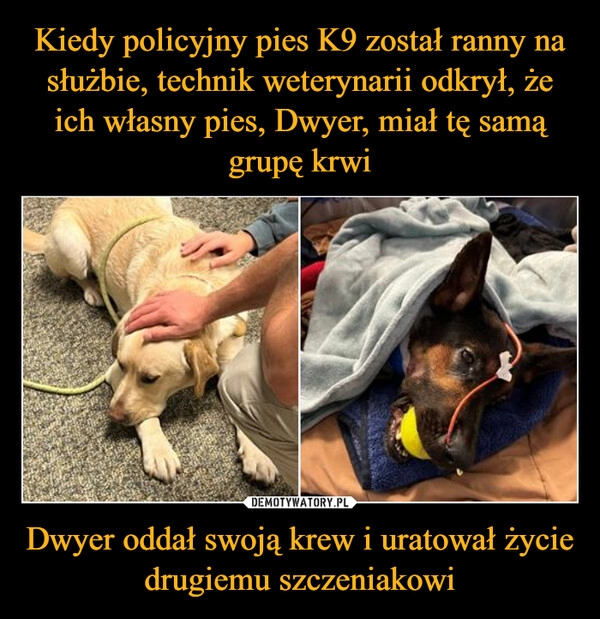 
    Kiedy policyjny pies K9 został ranny na służbie, technik weterynarii odkrył, że ich własny pies, Dwyer, miał tę samą grupę krwi Dwyer oddał swoją krew i uratował życie drugiemu szczeniakowi