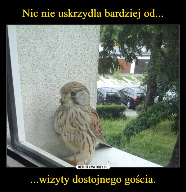 
    Nic nie uskrzydla bardziej od... ...wizyty dostojnego gościa.