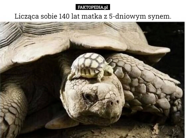 
    Licząca sobie 140 lat matka z 5-dniowym synem.