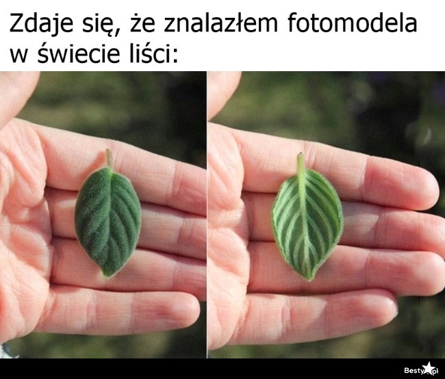 
    Idealny liść 