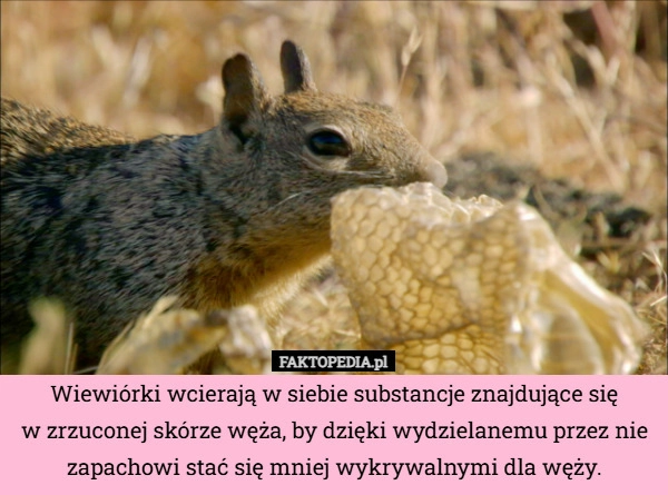 
    Wiewiórki wcierają w siebie substancje znajdujące się
w zrzuconej skórze