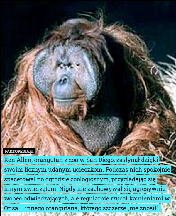 
    Ken Allen, orangutan z zoo w San Diego, zasłynął dzięki swoim licznym udanym...