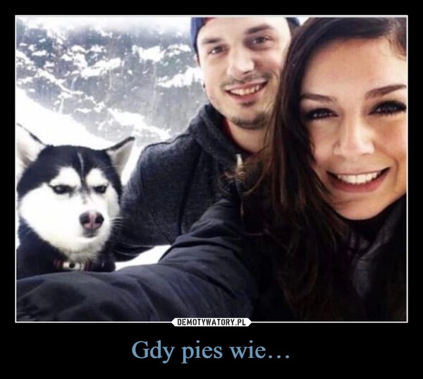 
    Gdy pies wie…