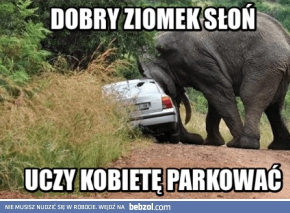 
    Dobry słoń 