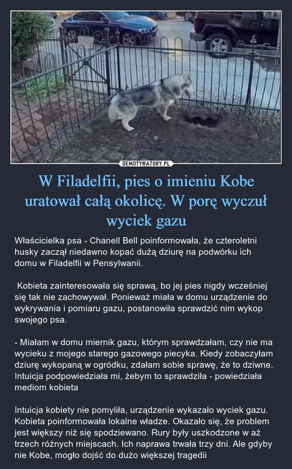 
    W Filadelfii, pies o imieniu Kobe uratował całą okolicę. W porę wyczuł wyciek gazu