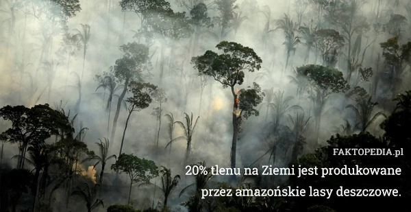 
    20% tlenu na Ziemi jest produkowane przez amazońskie lasy deszczowe.