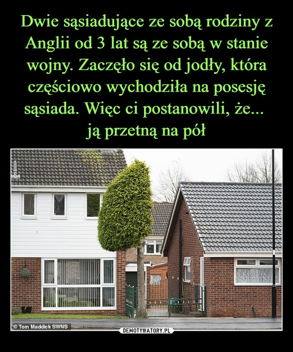 
    Dwie sąsiadujące ze sobą rodziny z Anglii od 3 lat są ze sobą w stanie wojny. Zaczęło się od jodły, która częściowo wychodziła na posesję sąsiada. Więc ci postanowili, że...
ją przetną na pół 