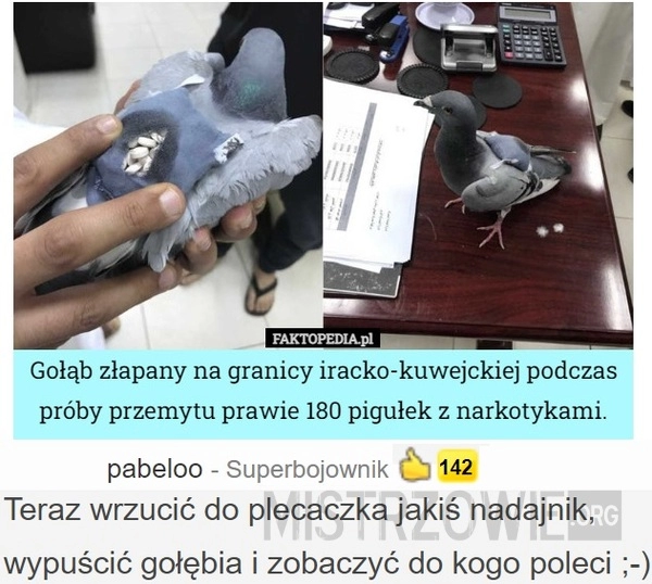 
    Gołąb