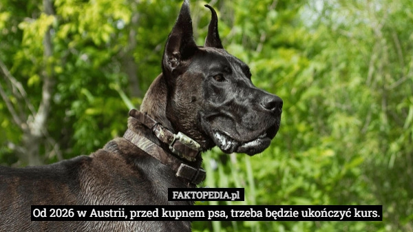
    Od 2026 w Austrii, przed kupnem psa, trzeba będzie ukończyć kurs.