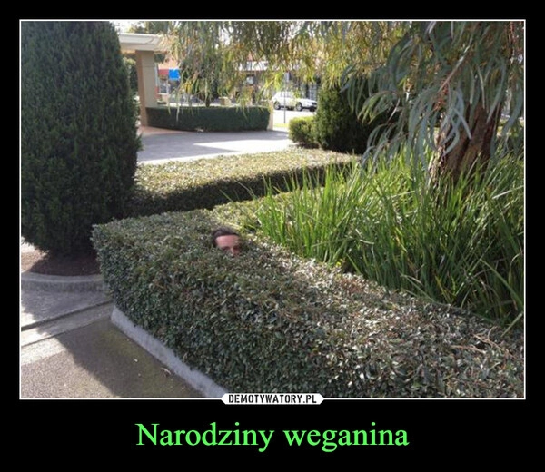 
    Narodziny weganina