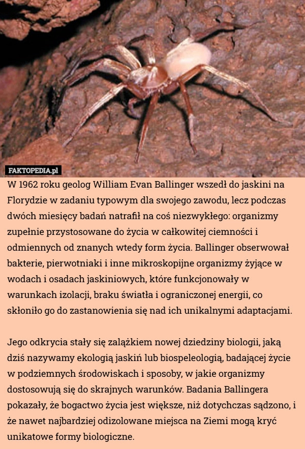 
    W 1962 roku geolog William Evan Ballinger wszedł do jaskini na Florydzie