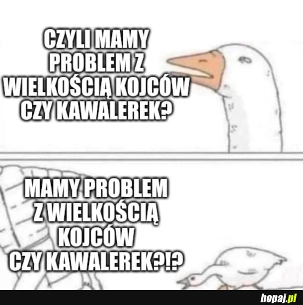 
    "Absurdem są kojce dla psów wielkości miejskiej kawalerki" ?