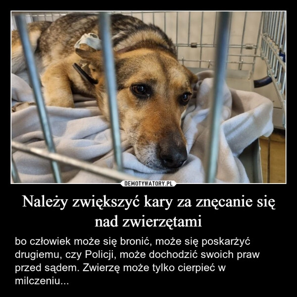 
    Należy zwiększyć kary za znęcanie się nad zwierzętami