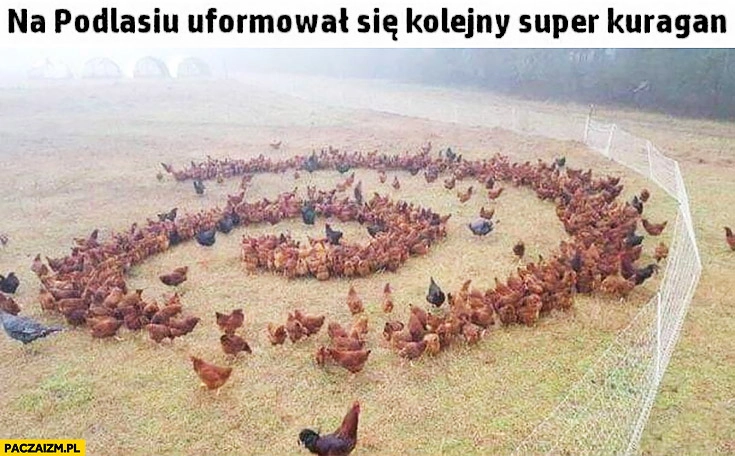 
    Na Podlasiu uformował się kolejny super kuragan kury huragan