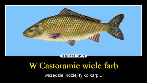 
    W Castoramie wiele farb