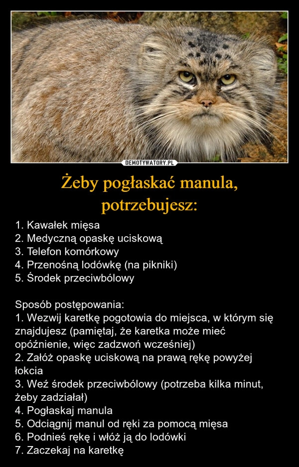 
    Żeby pogłaskać manula, potrzebujesz: