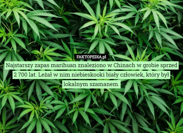 
    Najstarszy zapas marihuan znaleziono w Chinach w grobie sprzed 2 700 lat.