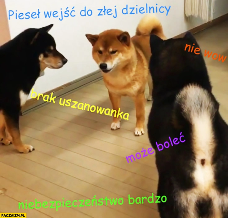 
    Pieseł wejść do złej dzielnicy, nie wow, brak uszanowanka, niebezpieczeństwo bardzo