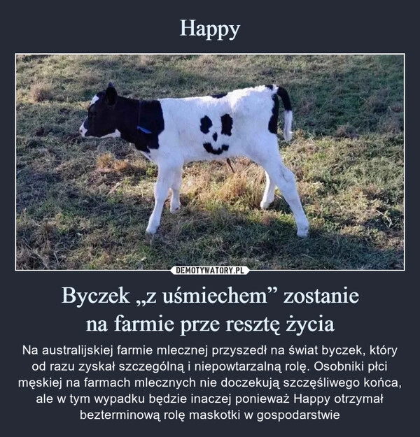 
    Happy Byczek „z uśmiechem” zostanie
na farmie prze resztę życia