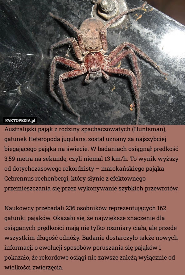 
    Australijski pająk z rodziny spachaczowatych (Huntsman), gatunek Heteropoda