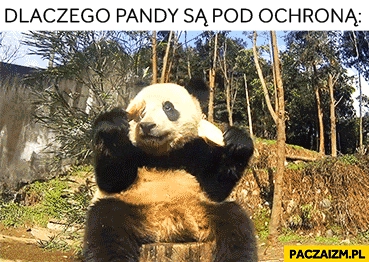 
    Dlaczego pandy są pod ochroną są zagrożeniem same dla siebie