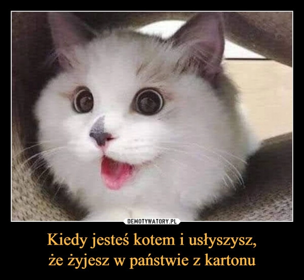 
    Kiedy jesteś kotem i usłyszysz,
że żyjesz w państwie z kartonu