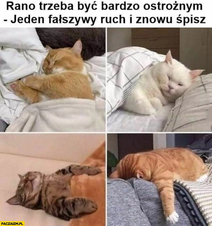 
    Kot koty rano trzeba być bardzo ostrożnym, jeden fałszywy ruch i znowu śpisz