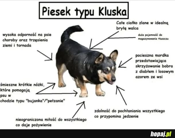 Piesek typu kluska