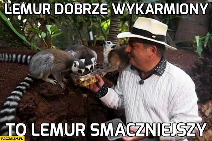 
    Makłowicz lemur dobrze wykarmiony to lemur smaczniejszy