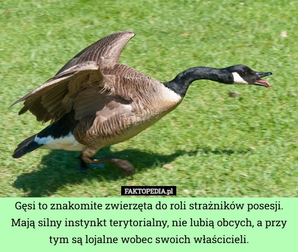 
    Gęsi to znakomite zwierzęta do roli strażników posesji. Mają silny instynkt