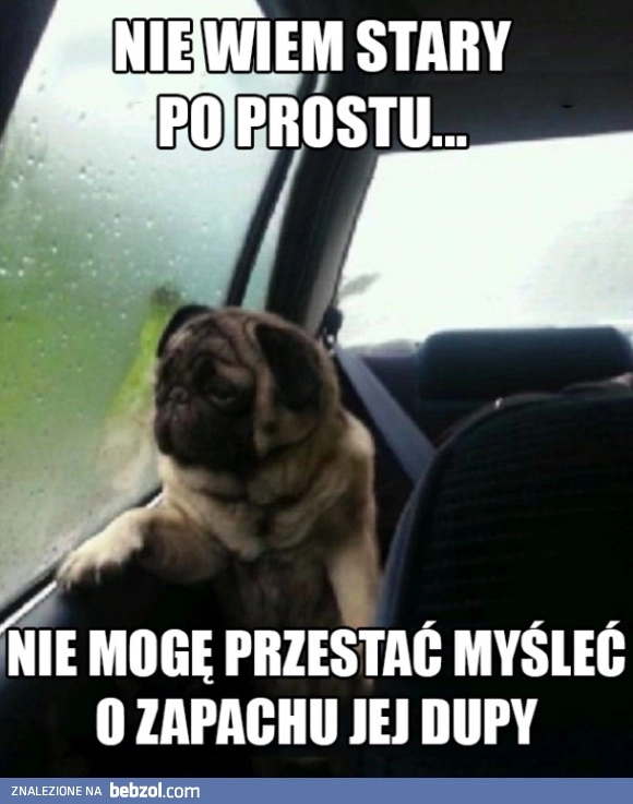 
    Zakochany piesek
