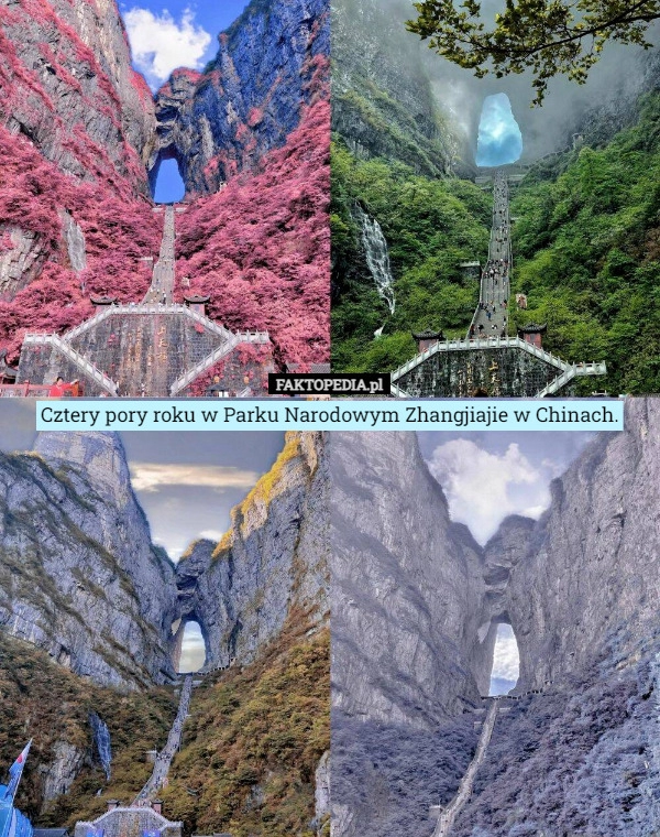 
    Cztery pory roku w Parku Narodowym Zhangjiajie w Chinach.