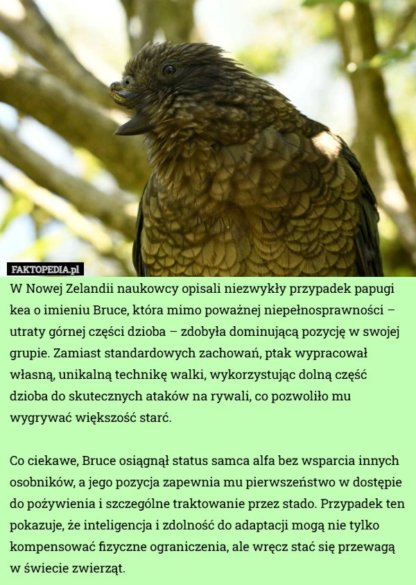 
    W Nowej Zelandii naukowcy opisali niezwykły przypadek papugi kea o imieniu