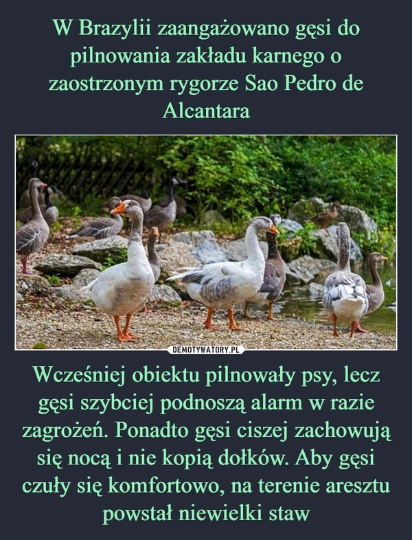 
    W Brazylii zaangażowano gęsi do pilnowania zakładu karnego o zaostrzonym rygorze Sao Pedro de Alcantara Wcześniej obiektu pilnowały psy, lecz gęsi szybciej podnoszą alarm w razie zagrożeń. Ponadto gęsi ciszej zachowują się nocą i nie kopią dołków. Aby gęsi czuły się komfortowo, na terenie aresztu powstał niewielki staw