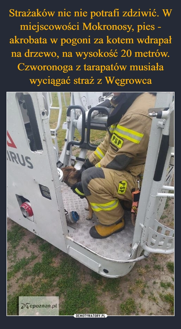 
    Strażaków nic nie potrafi zdziwić. W miejscowości Mokronosy, pies - akrobata w pogoni za kotem wdrapał na drzewo, na wysokość 20 metrów. Czworonoga z tarapatów musiała wyciągać straż z Węgrowca