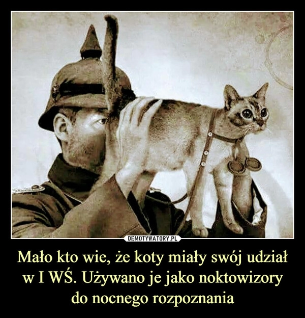 
    Mało kto wie, że koty miały swój udział w I WŚ. Używano je jako noktowizory do nocnego rozpoznania