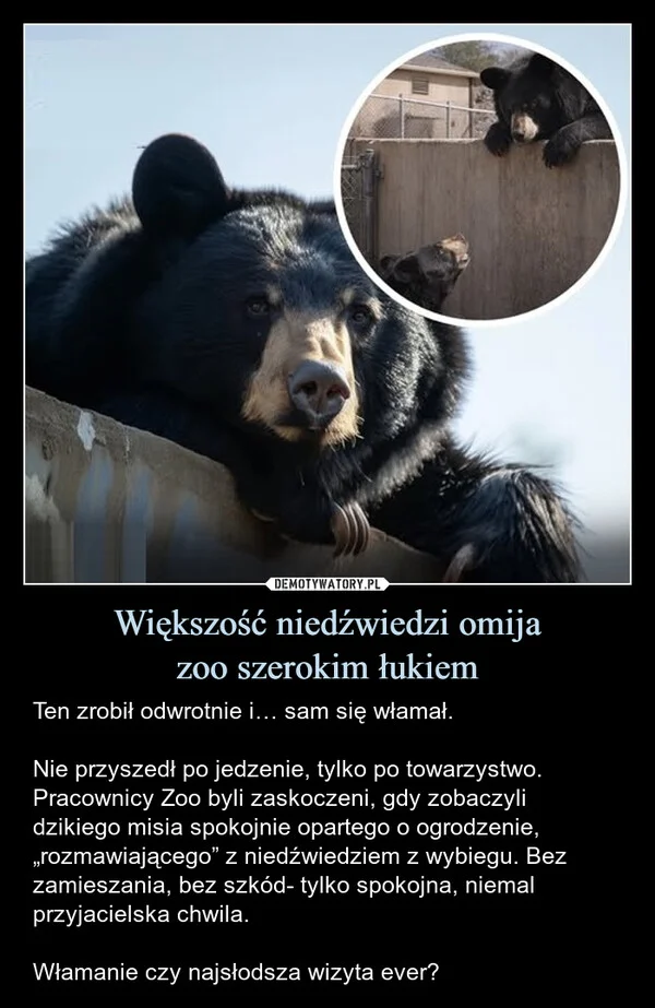 
    Większość niedźwiedzi omija zoo szerokim łukiem