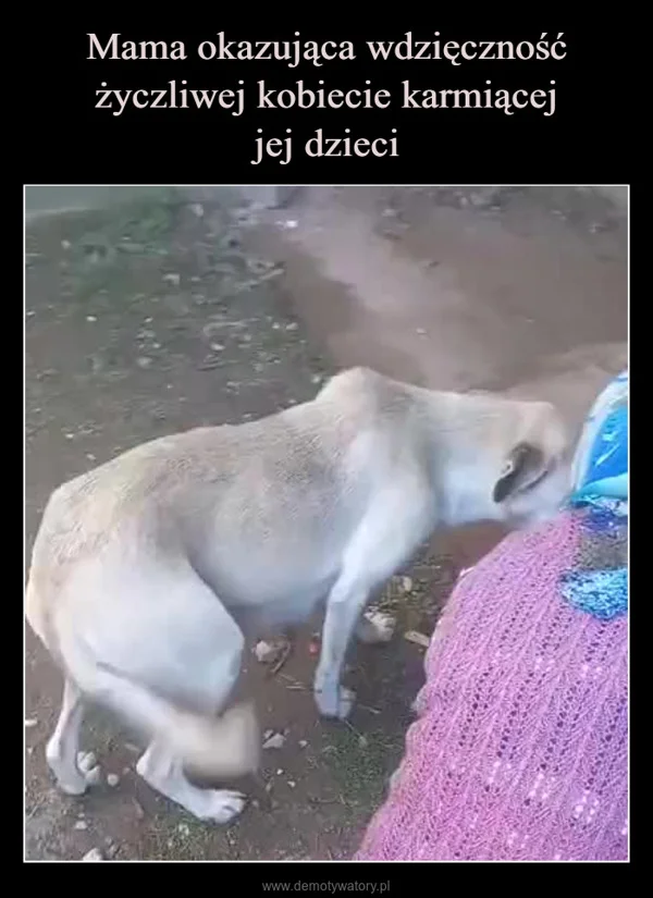 Mama okazująca wdzięczność życzliwej kobiecie karmiącej jej dzieci