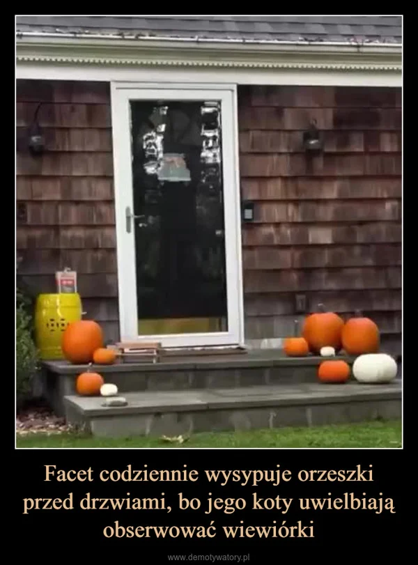 
    Facet codziennie wysypuje orzeszki przed drzwiami, bo jego koty uwielbiają obserwować wiewiórki