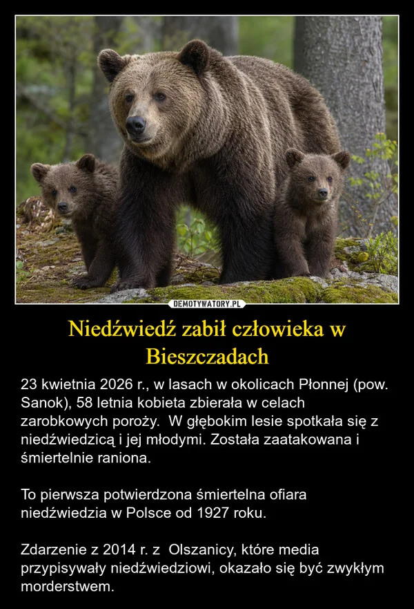 
    Niedźwiedź zabił człowieka w Bieszczadach
