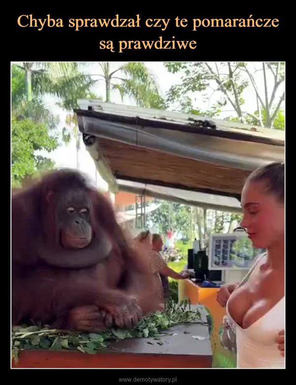 
    Chyba sprawdzał czy te pomarańcze są prawdziwe
