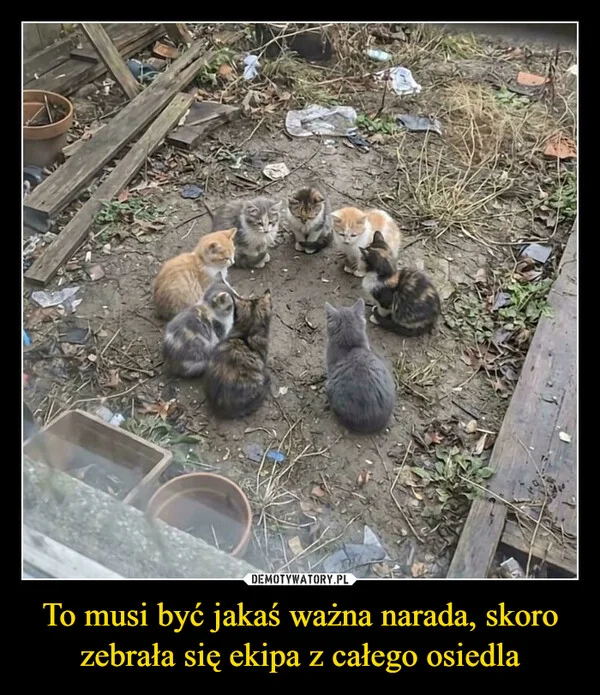
    To musi być jakaś ważna narada, skoro zebrała się ekipa z całego osiedla