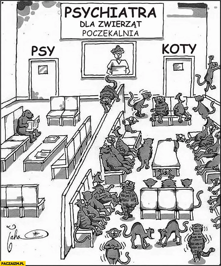 
    Psychiatra dla zwierząt poczekalnia psy pusto koty pełna kolejka