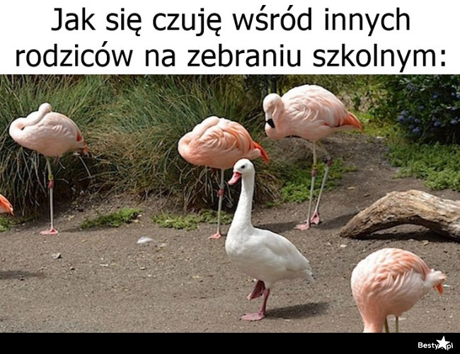 
    Zebranie szkolne 