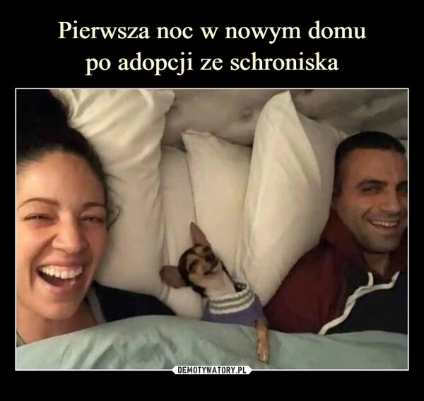 
    Pierwsza noc w nowym domu
po adopcji ze schroniska