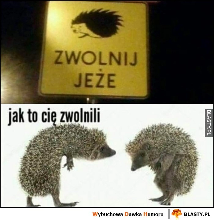 
    Znak zwolnij jeże, jak to cię zwolnili?