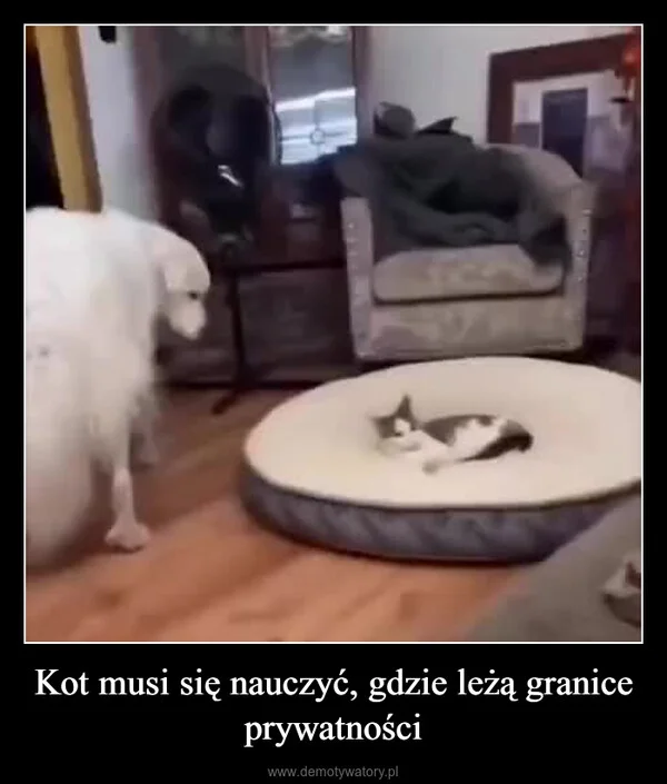 
    Kot musi się nauczyć, gdzie leżą granice prywatności