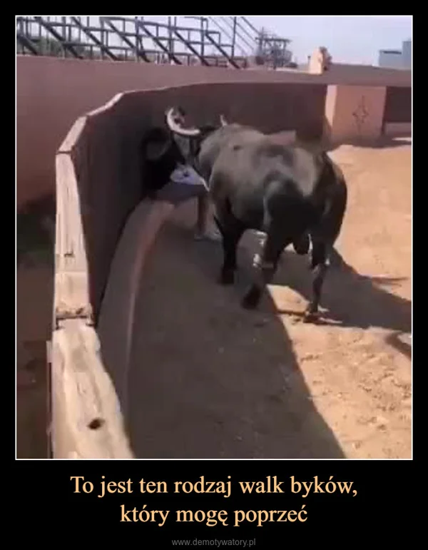 
    To jest ten rodzaj walk byków, który mogę poprzeć