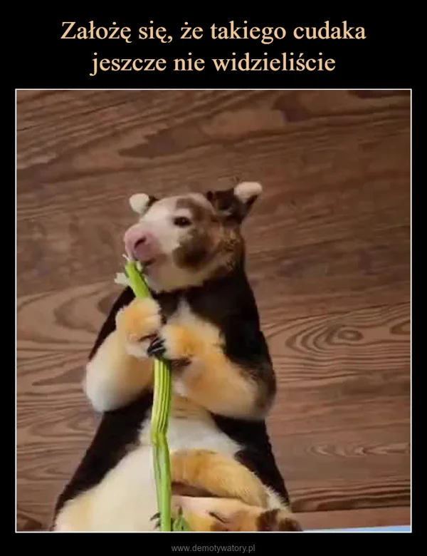 
    Założę się, że takiego cudaka jeszcze nie widzieliście